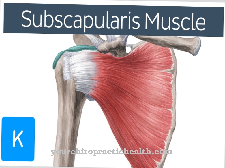 Músculo subescapular