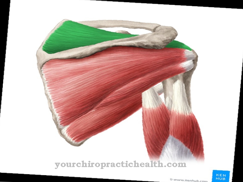 Supraspinatus muscle