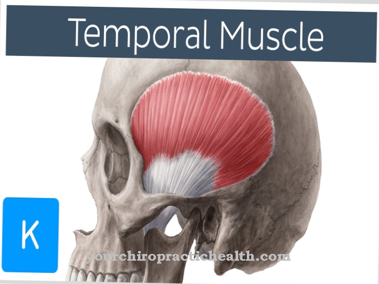 Temporalis muscle