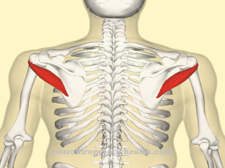 Teres กล้ามเนื้อเล็กน้อย