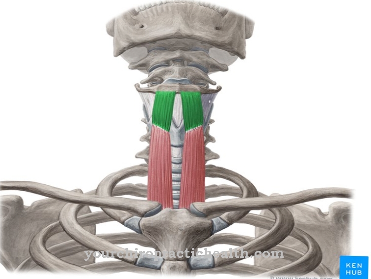 Thyrohyoid muscle