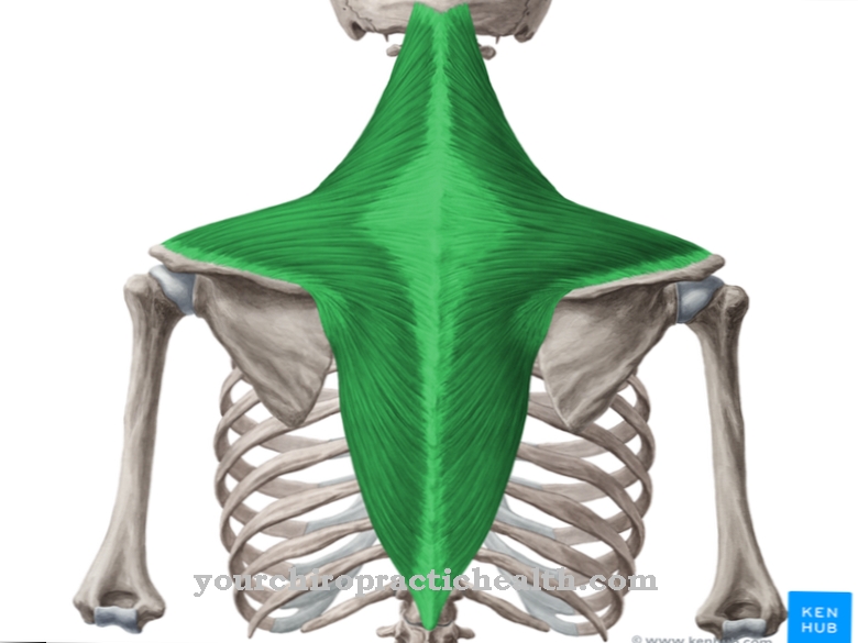 Trapezius muscle