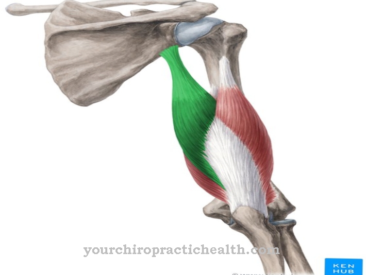 Triceps brachii spier