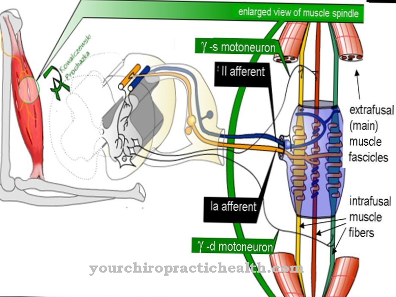 Muscle spindle