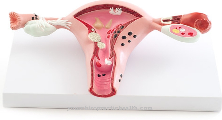 cervix