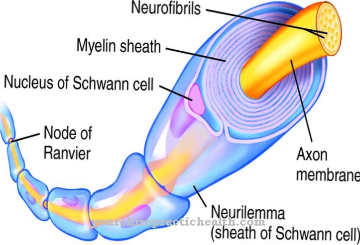 Myelin