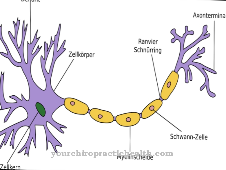 Myelin sheath