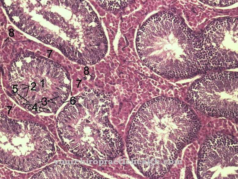 myofibroblasts