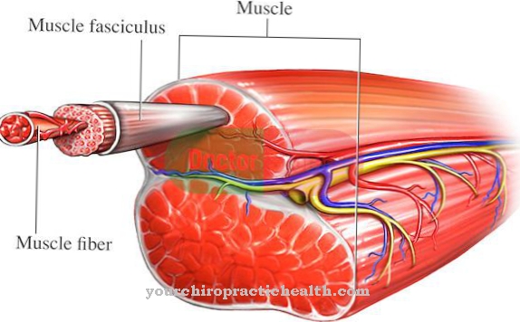 Myocytes