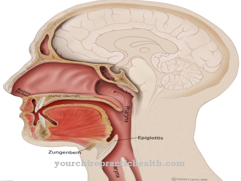 Nasal cavity