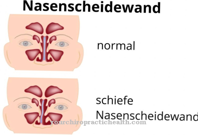 Nasal septum