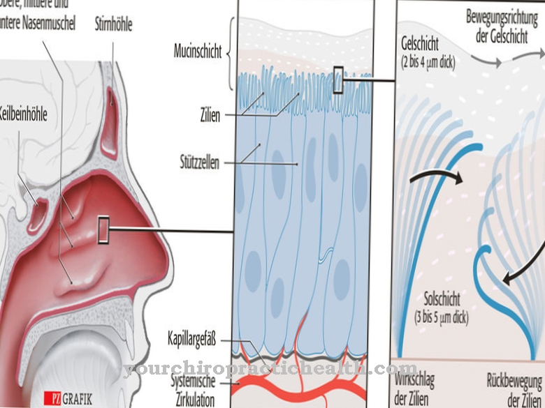 Mucosa nasal