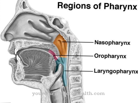 Nasopharynx