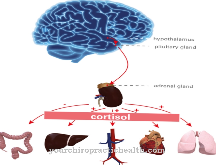 Adrenal cortex