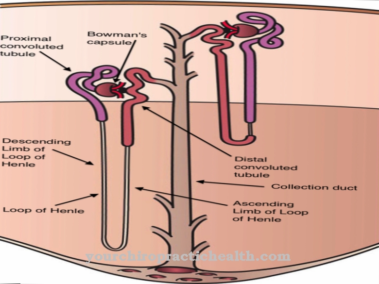 Nephron