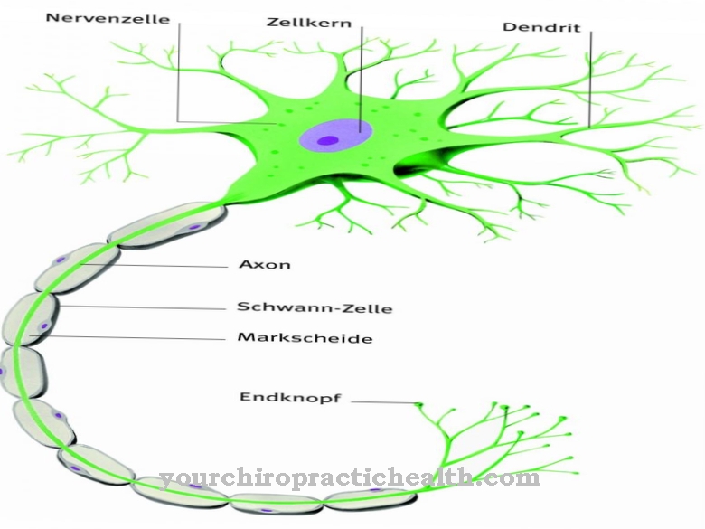 Nerve fiber