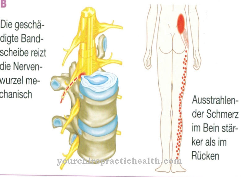 Nerve root