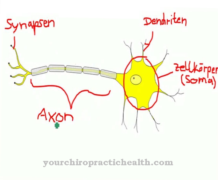 Nerve cell