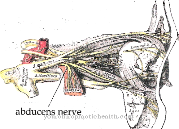 Abducens nerve