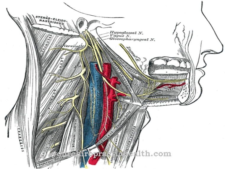 Dây thần kinh phụ kiện