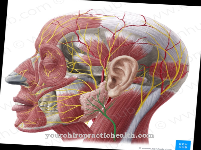 Auricularis magnus nerve