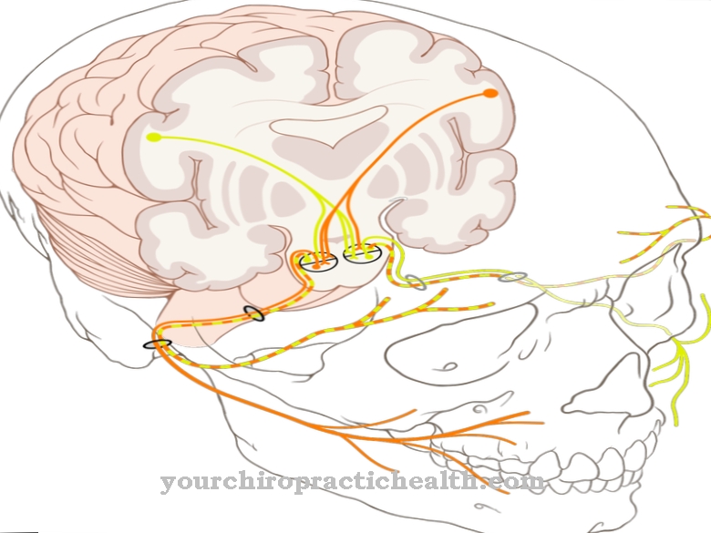 Facial nerve