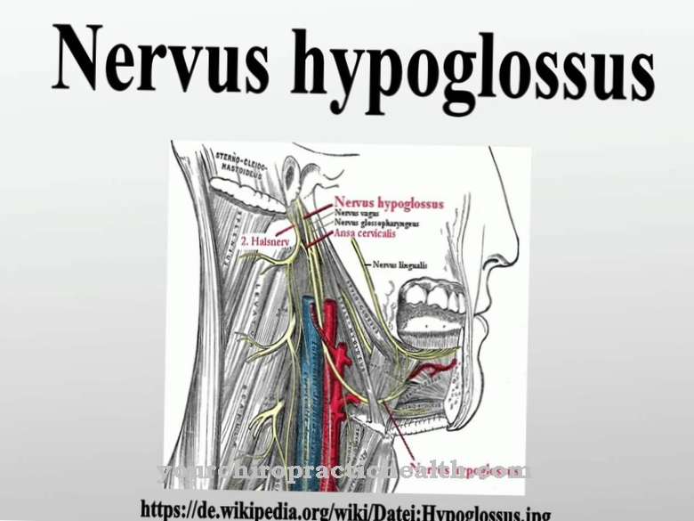 Hypoglossal nerve