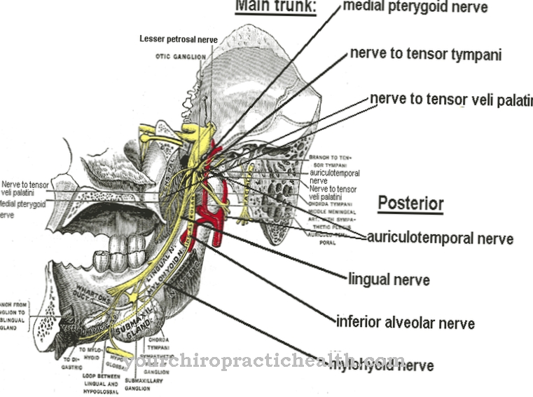 Saraf mandibula