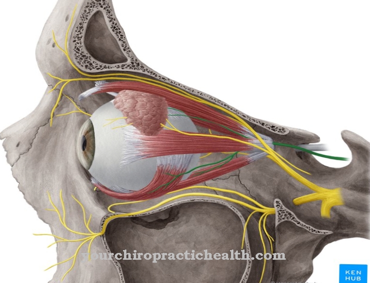 Oculomotor nerve