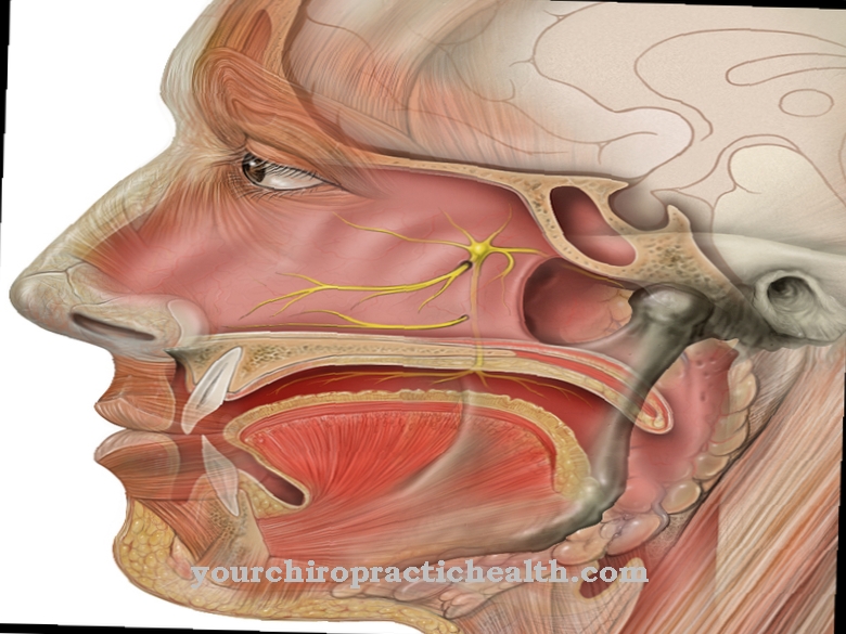 Petrosal major nerve