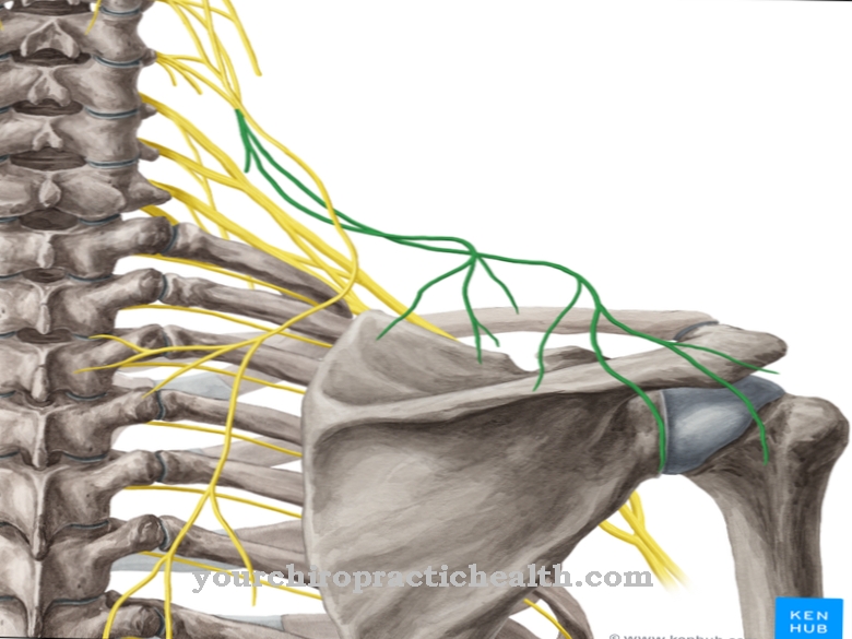 Supraclavicular nerv