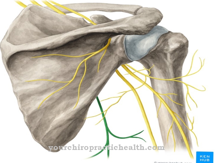 Thoracodorsal nerve