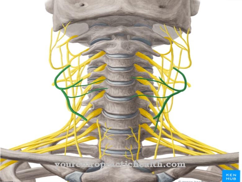 Transversus colli nerve