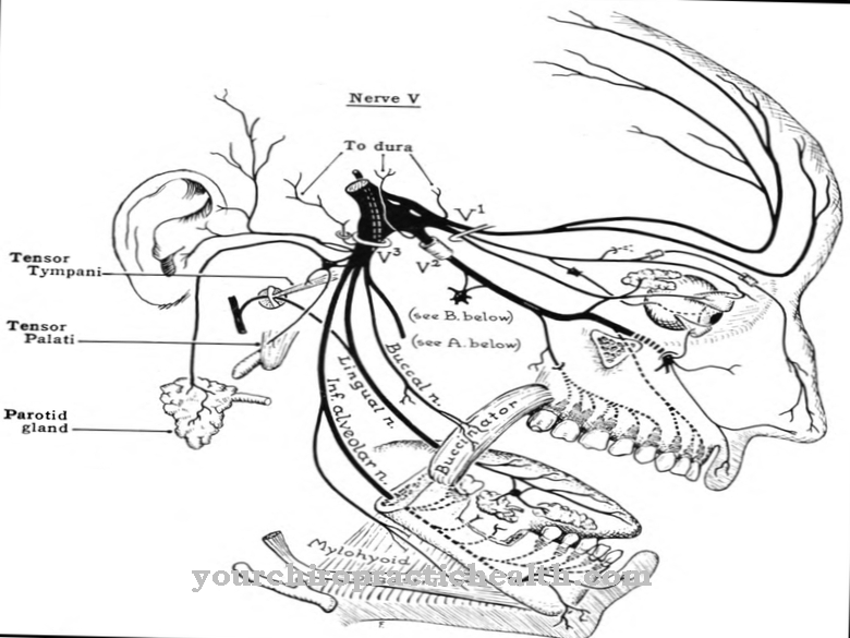 Trigeminal nerve