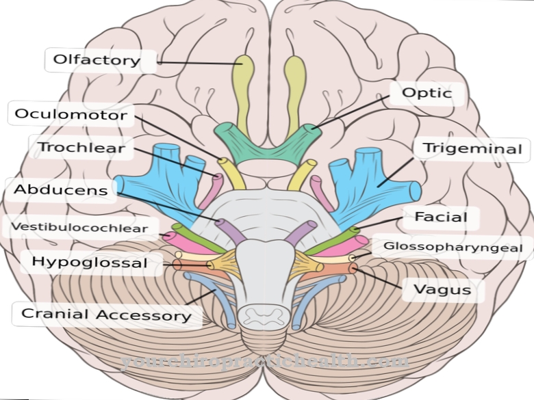 Trochlear nerve