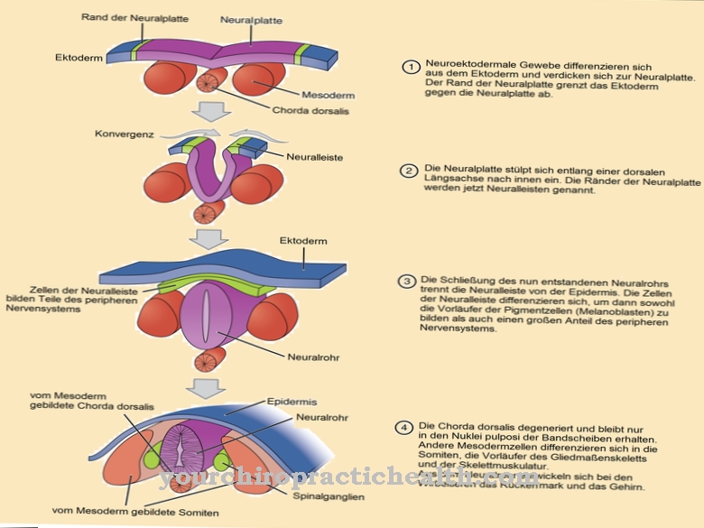 Neural tube