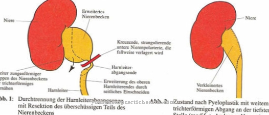 Renal pelvis