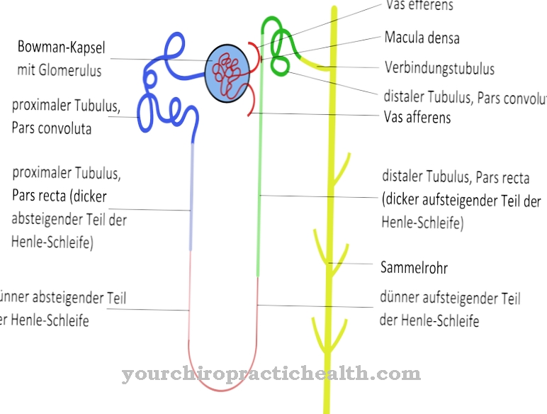 Kidney corpuscles