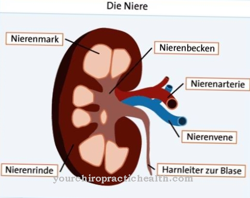 Renal medulla