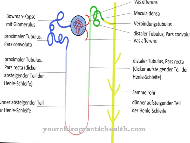 Ledvična tubula