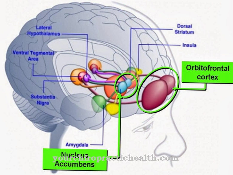 Nucleus accumbens