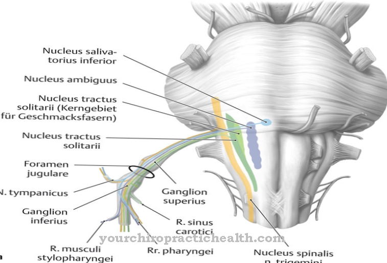 Nucleus salivatorius inferior