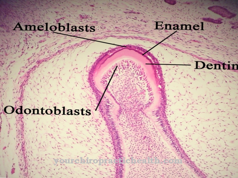 odontoblastok