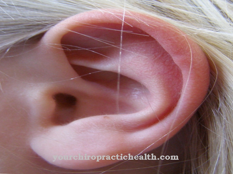 auricle