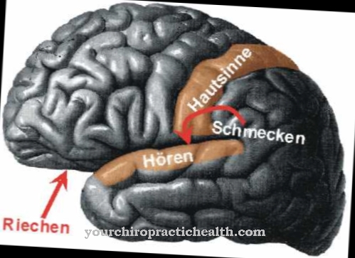 Olfactory cortex