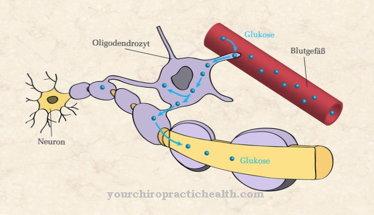 Oligodendrotsüüdid