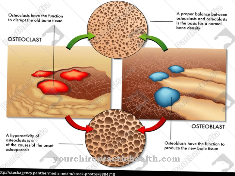 osteoblasti