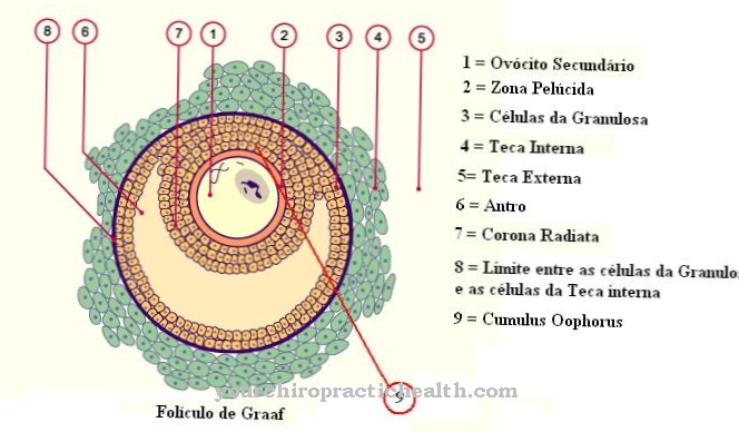 Ovarian follicle