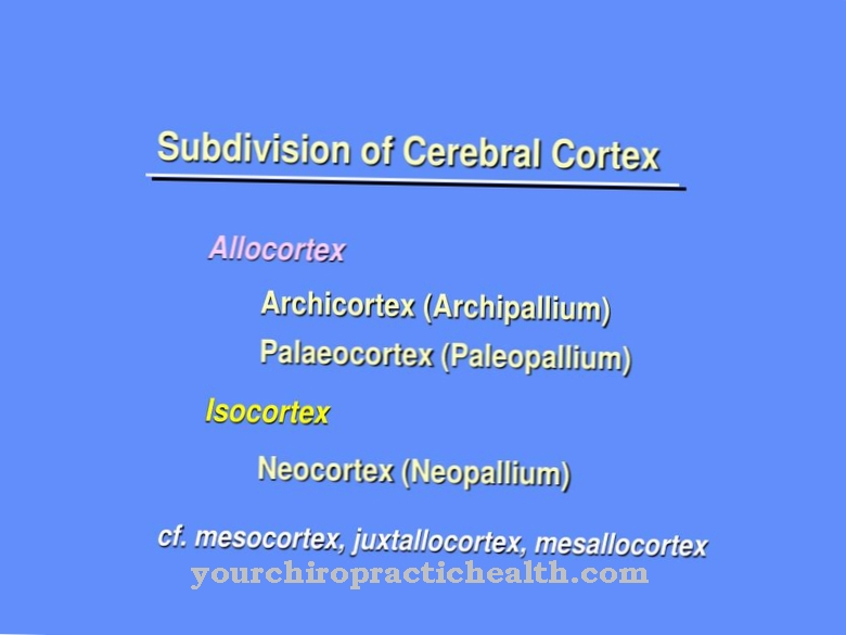 paleocortex