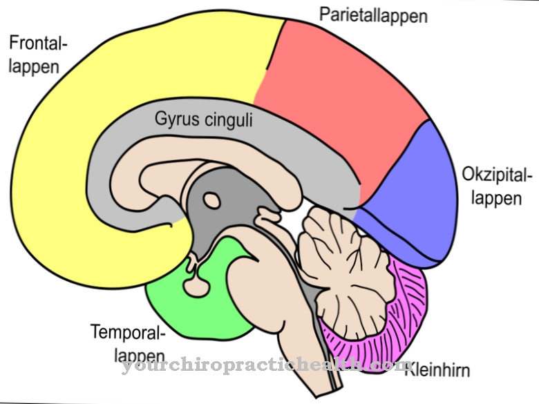 Parietal lobes